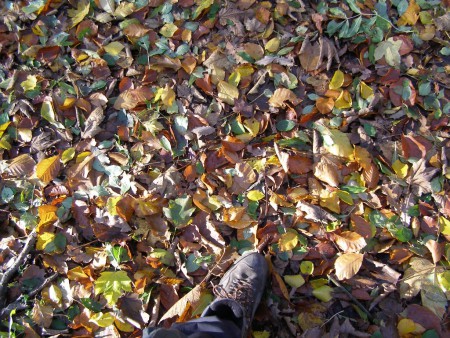 fantastická pestrosť Stvoriteľa